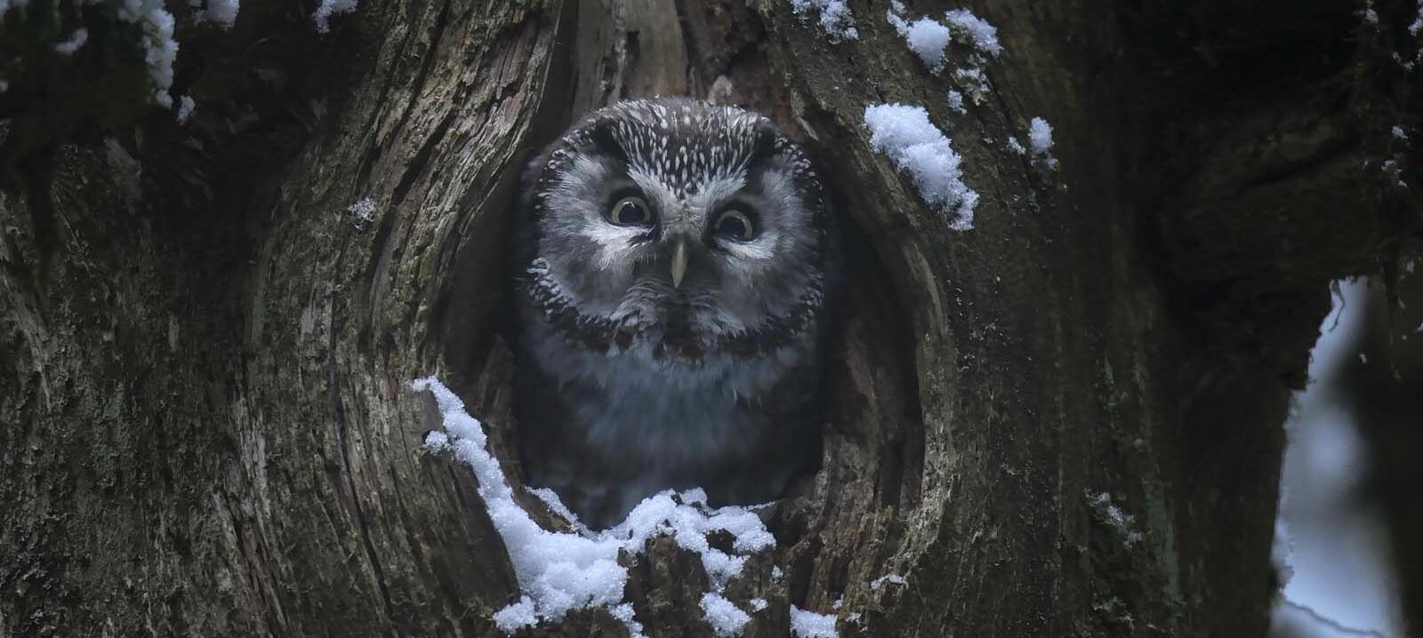 ciné⸱pres’ – LE CHANT DES FORETS